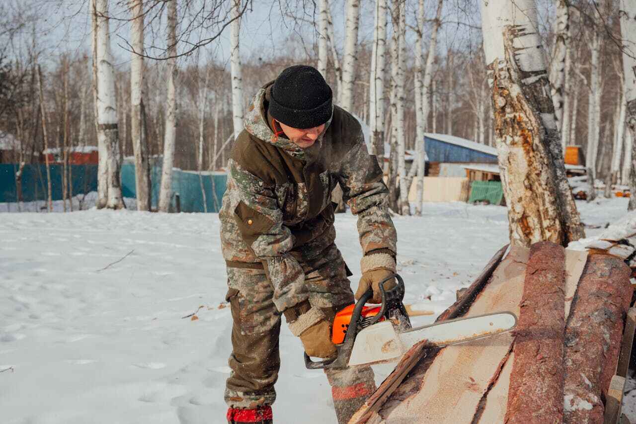 The Steps Involved in Our Tree Care Process in Louise, TX